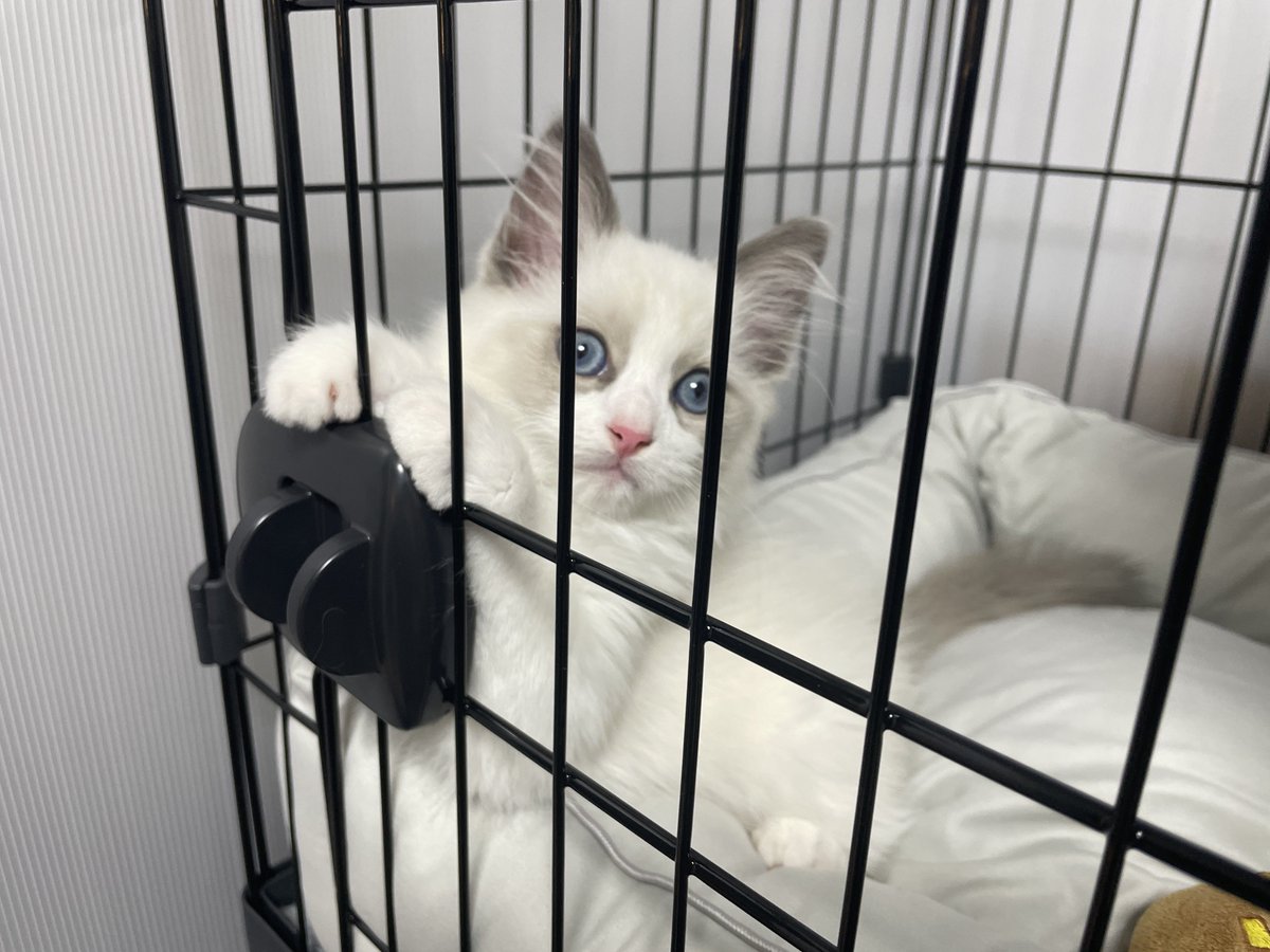arakichi_1265's tweet photo. かわいい🩷
ウチの新入りが可愛すぎてツラい。
※この垢はしばらく猫🐈多めになります。
#猫飼いました https://t.co/uUMJYRhcJj