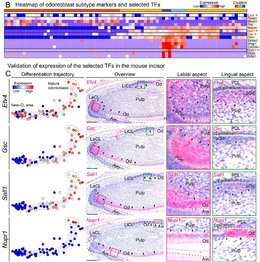 Jan Krivanek tweet media
