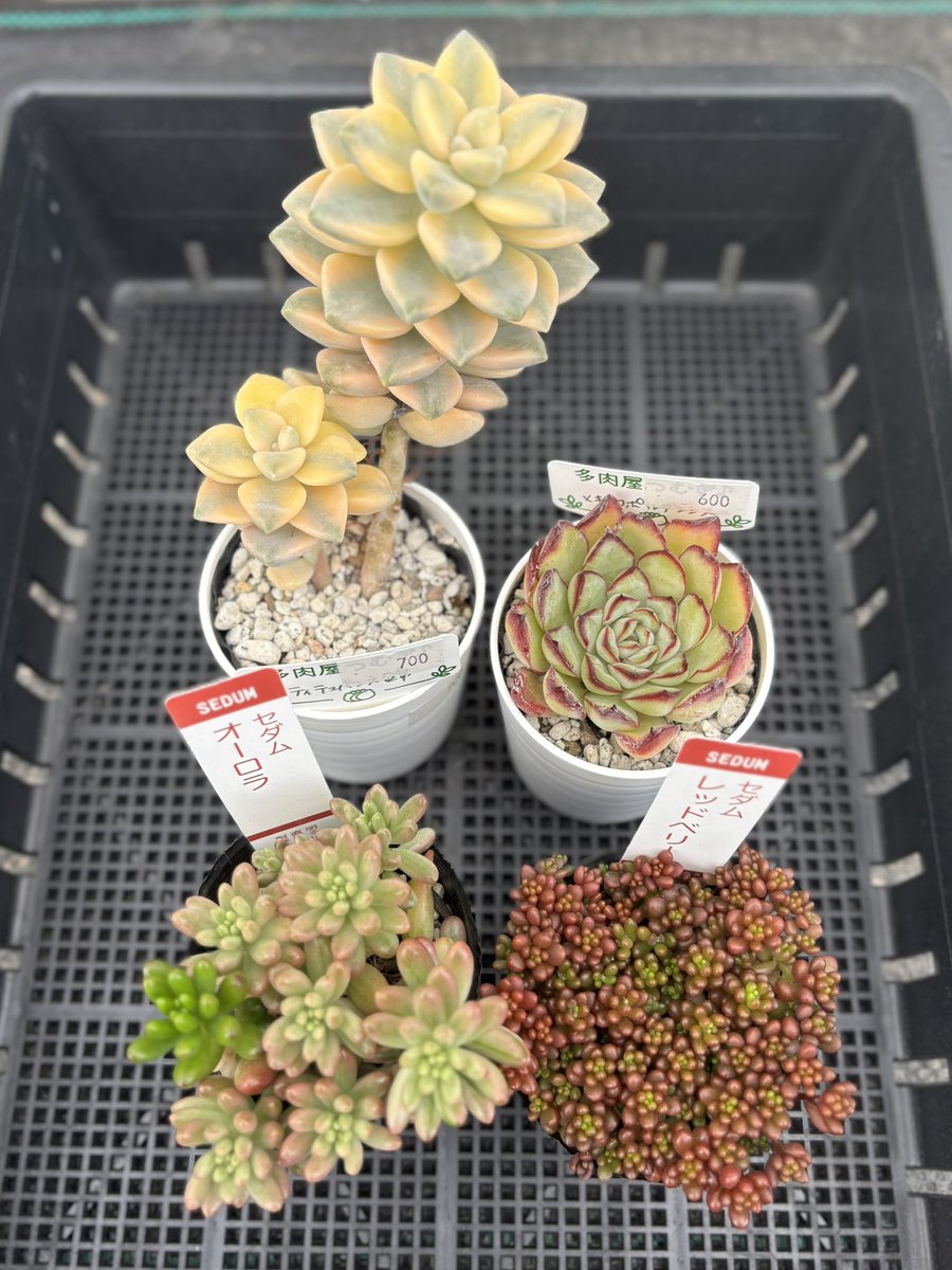 専用ページです。他の方はお買い上げになりませぬよう❤️多肉植物 はじめての観葉植物・多肉植物選び方と育て方 決定版 TEXTBOOK