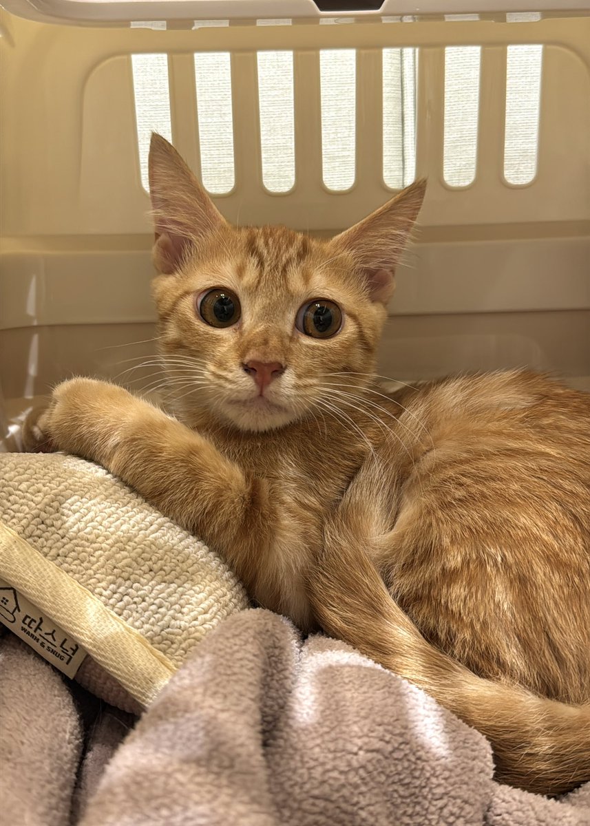 뽀또핑 
병원에 데리고 온 이모를 용서하시겠습니까 

> 뽀
> 뽀니오

🧀뽀또 / 남아 / 5개월 / 접종, 중성화예정 / 구충완료 / 부산(경남권)

🍀입양문의 DM 주세요:) 

#가족찾는_뽀또 #장애묘입양