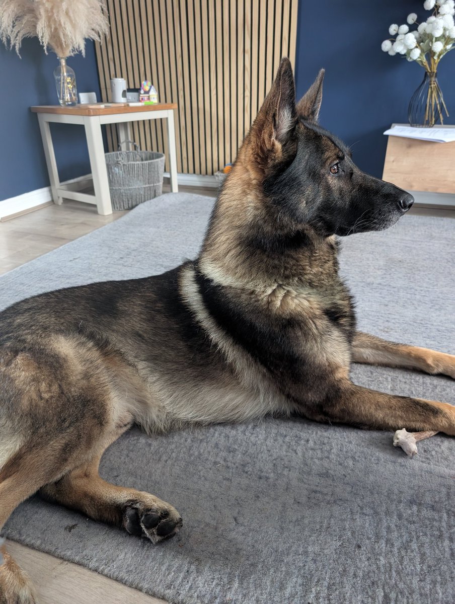 Chilling with Dad and I heard a noise outside...who was it (bad guy, squirrel, rabbit) no, just the wind...but you can never be too sure 🤣