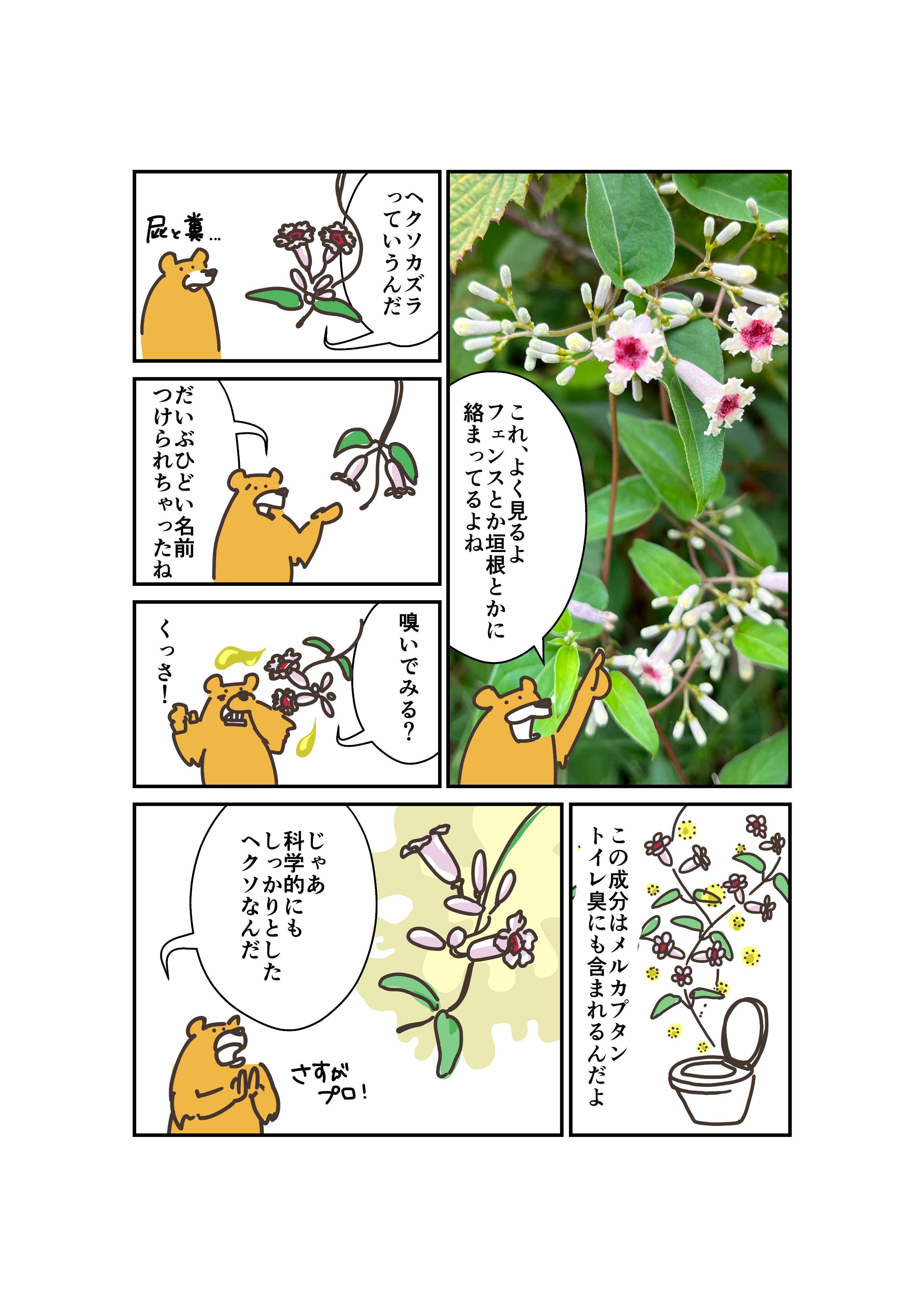 桔梗様*.+゜ キキョウ（桔梗）：ポップスター ホワイト3-3.5号ポット の通販