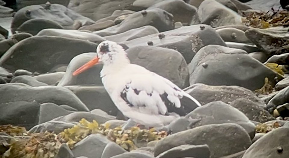 A cracking morning in the Ceredigion coast at Llanrhystyd. Grey Phalarope, ad. Yellow-legged Gull, 4 Common Sand, 2 Knot, 2 Sanderling, Golden Plover, 160 Mediterranean Gulls, 32 Ringed Plover, Whimbrel, 24 Turnstone and this Oystercatcher that must be 15+ years old by now! ☺️👍