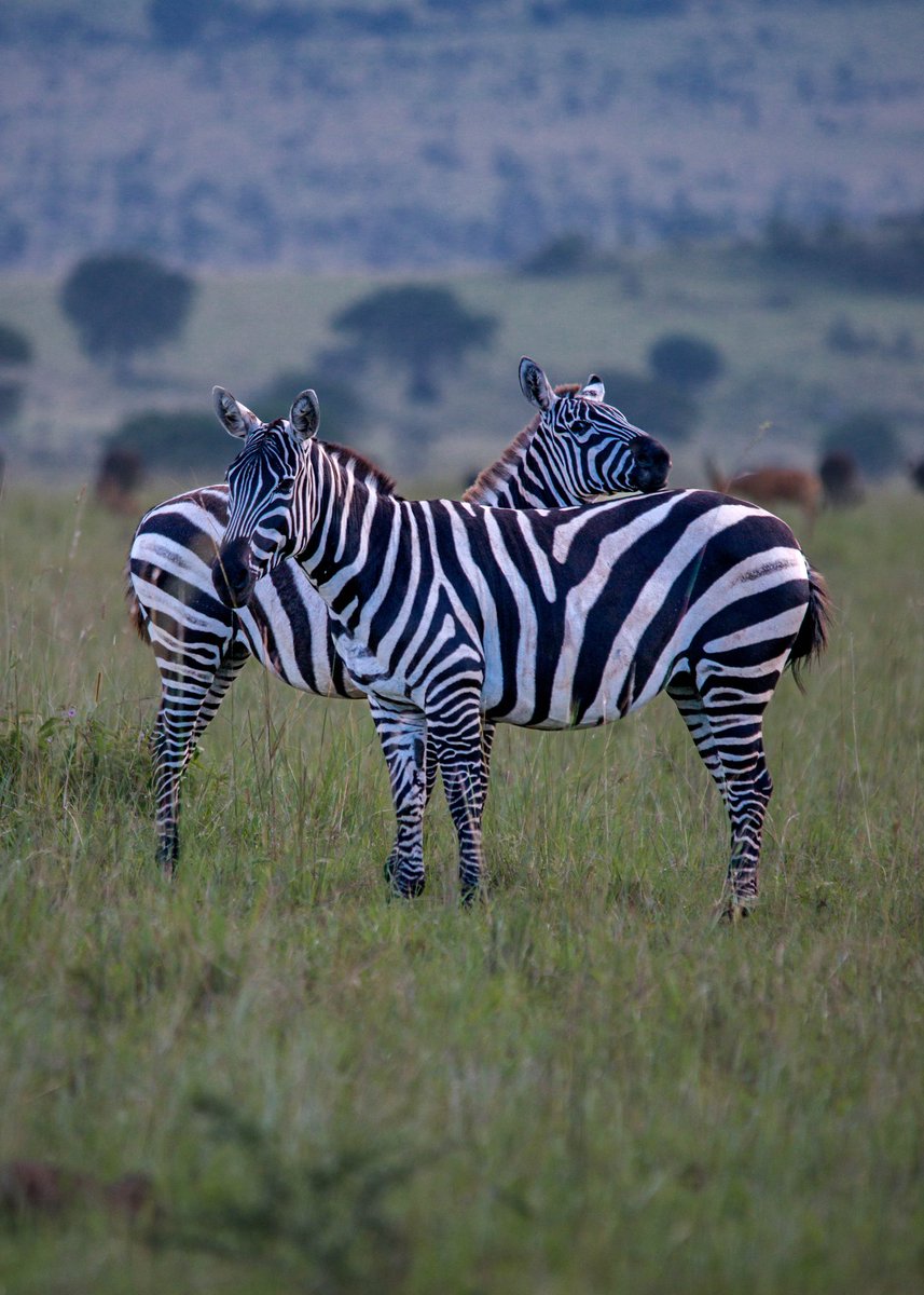 What do you Know About Zebras

Please visit Kidepo Valley National Park📍
 on 25th to 27th September For Free 

Let's enjoy Nature 

#OpenParkDays2025