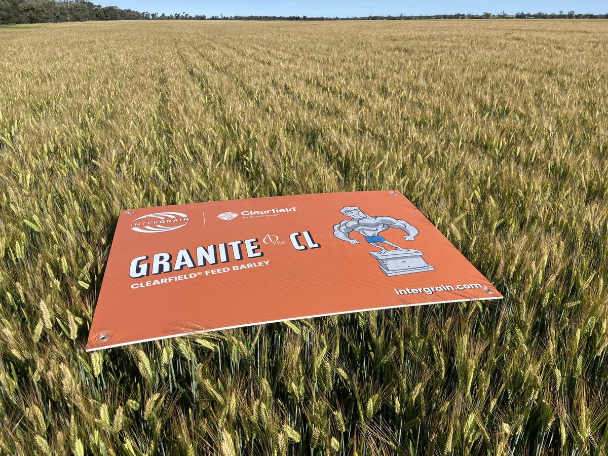 #GraniteCL barley seed production block is looking solid in Nth NSW. ⁦<a href="/InterGrain1/">InterGrain</a>⁩