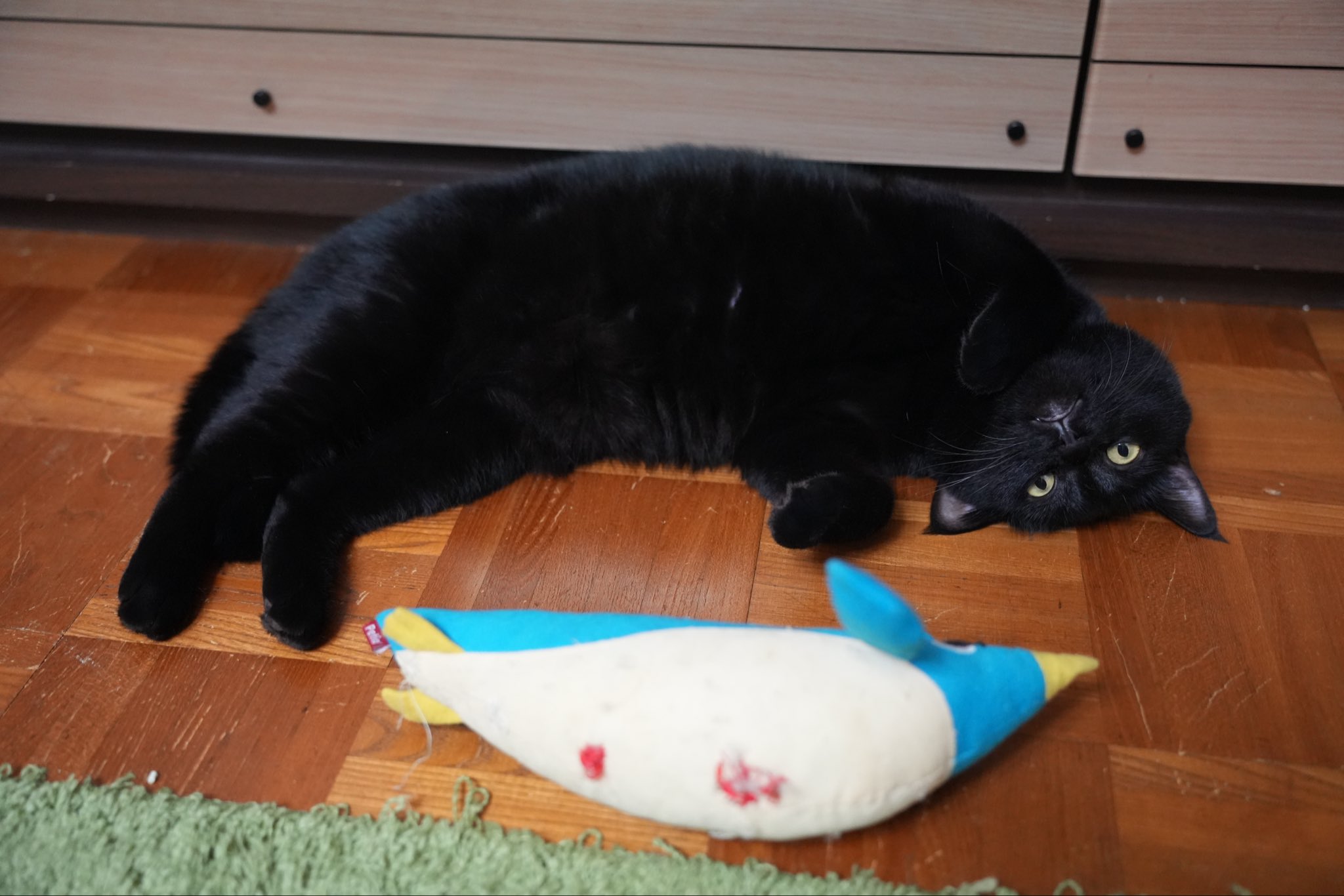黒猫つくねちゃん太しっぽ on X: 