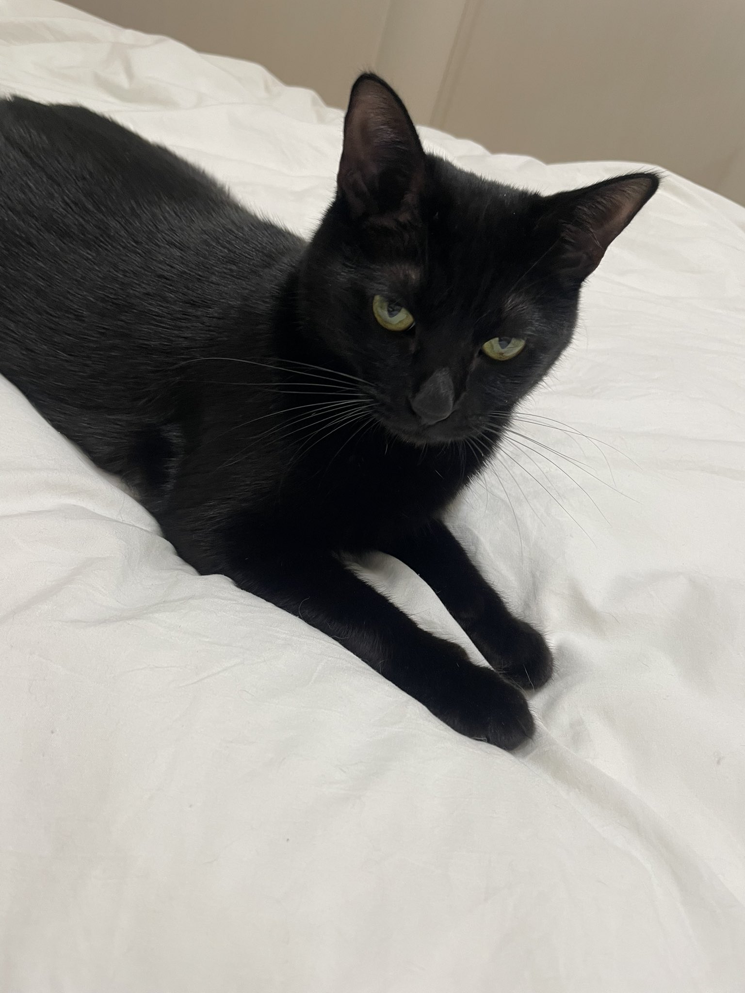 ♡黒猫( ΦωΦ )♡とまとめ あずき🐾 on X: 