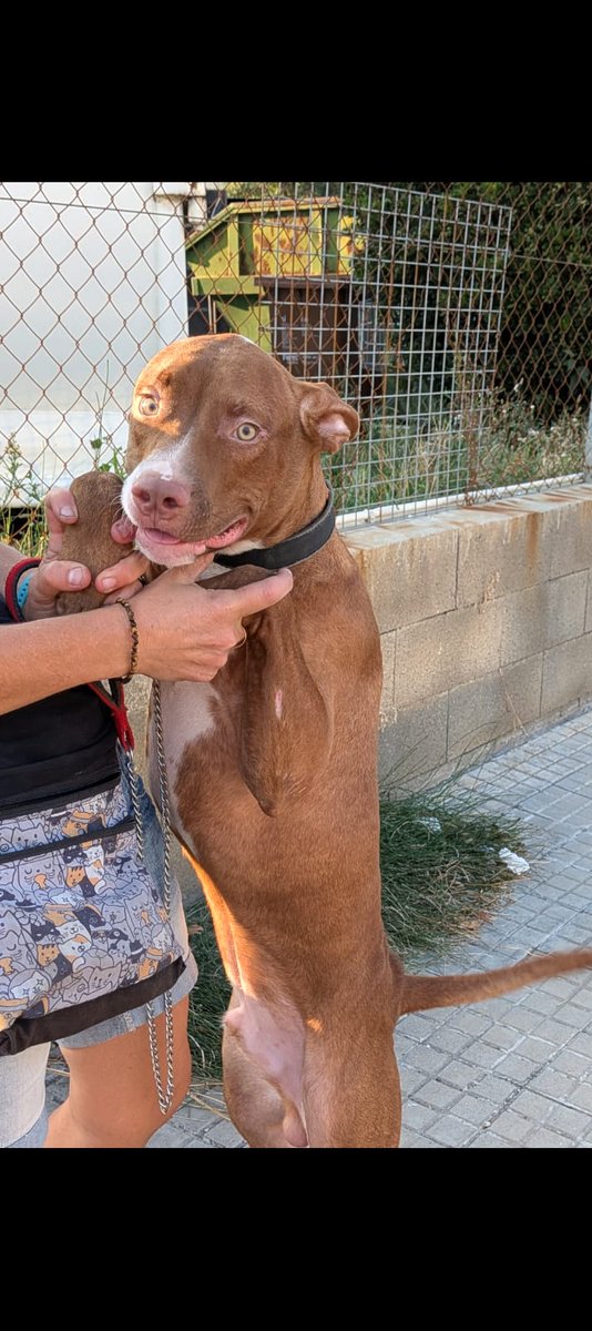 Gos mascle, jove i sense xip.
Ara mateix està a les dependències municipals esperant que aparegui la seva família.

Per  a qualsevol informació es pot contactar amb la Policia Local de Capellades al 93.801.08.00