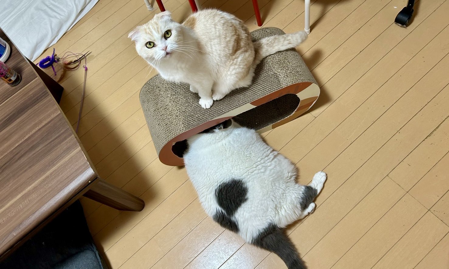 ねこ 株式会社 ペティオ [ペティオ] 猫小町カラー 猫紋 ガーネット 入