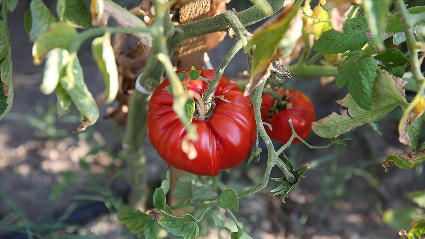 🍅Türkiye domateste ve domates tohumculuğunda dünyanın güçlü oyuncusu

🗣️Türkiye Tohumcular Birliği Yönetim Kurulu Başkanı Hacı Ömer Güler:

✋İsrail küresel domates üretiminde ve domates tohumculuğunda 'sınırlı' bir role sahip
🏅Domates üretiminde dünyada ilk üçte, ihracatında