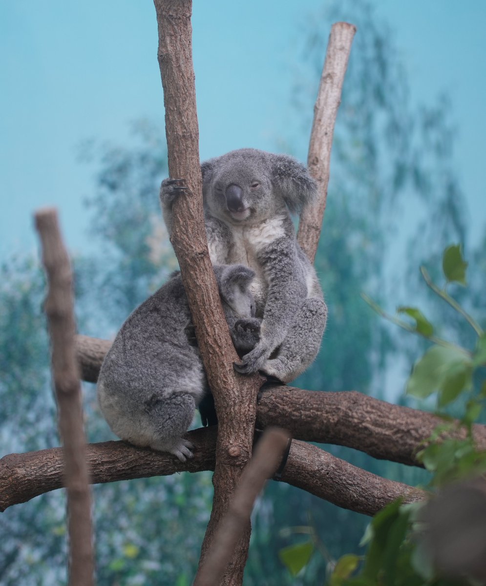 yoshinori_zoo's tweet image. おっぱい飲んで、ねんねして〜♪
#ピース #コアラ #平川動物公園 #アース