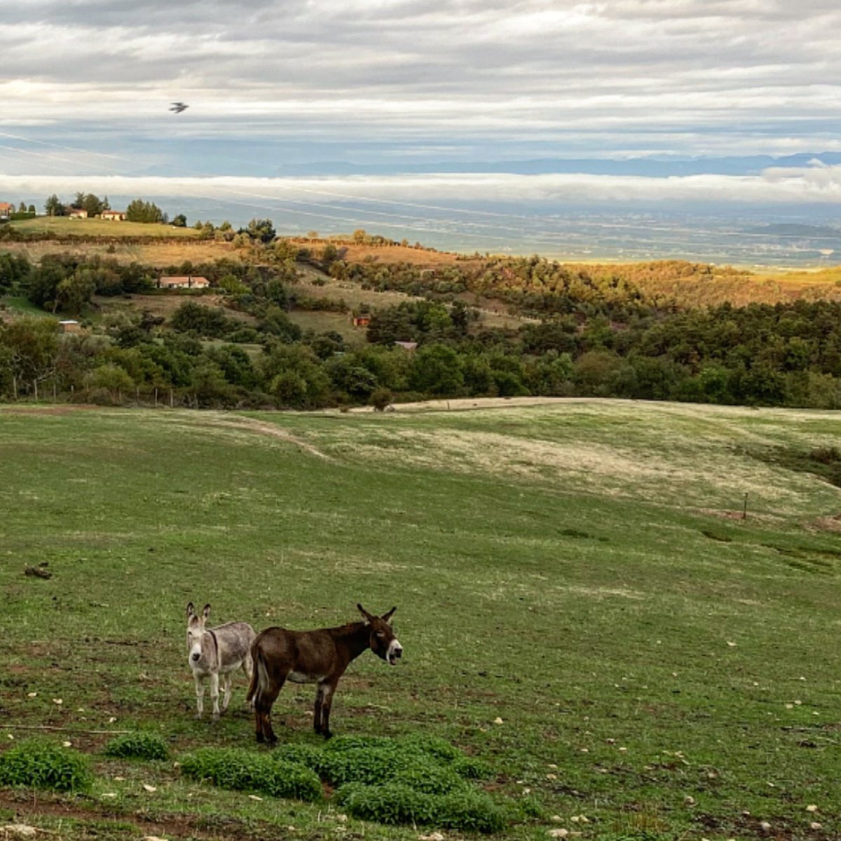 L_E_Ba's tweet image. Pâture 

#anes #donkey #plats #ardéche #cloudy #skyporn #view #vercors #rhonesalpesauvergne #etc #latergram