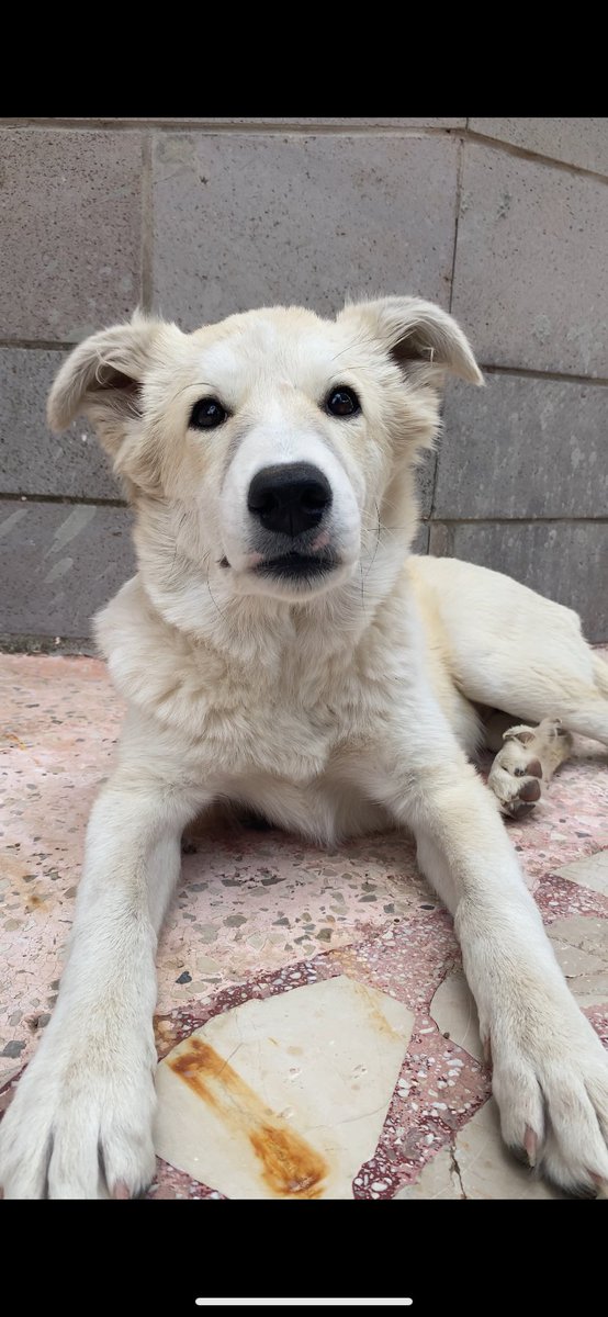 DailyToraman's tweet photo. Bu köpeği hatırlıyosunuzdur belki araba çarpmıştı. Sahibi götürmemişti, tedavi bile ettirmemişti. Bacağı kırıldı iç kanama geçirdi. Ameliyat ettirdik. İyileşti. 30 gün dinlenme süresinden sonra sahibi sokağa attı. Yuva arıyoruz. 6 aylık dişi. Ankara. https://t.co/CnkCdudOBE