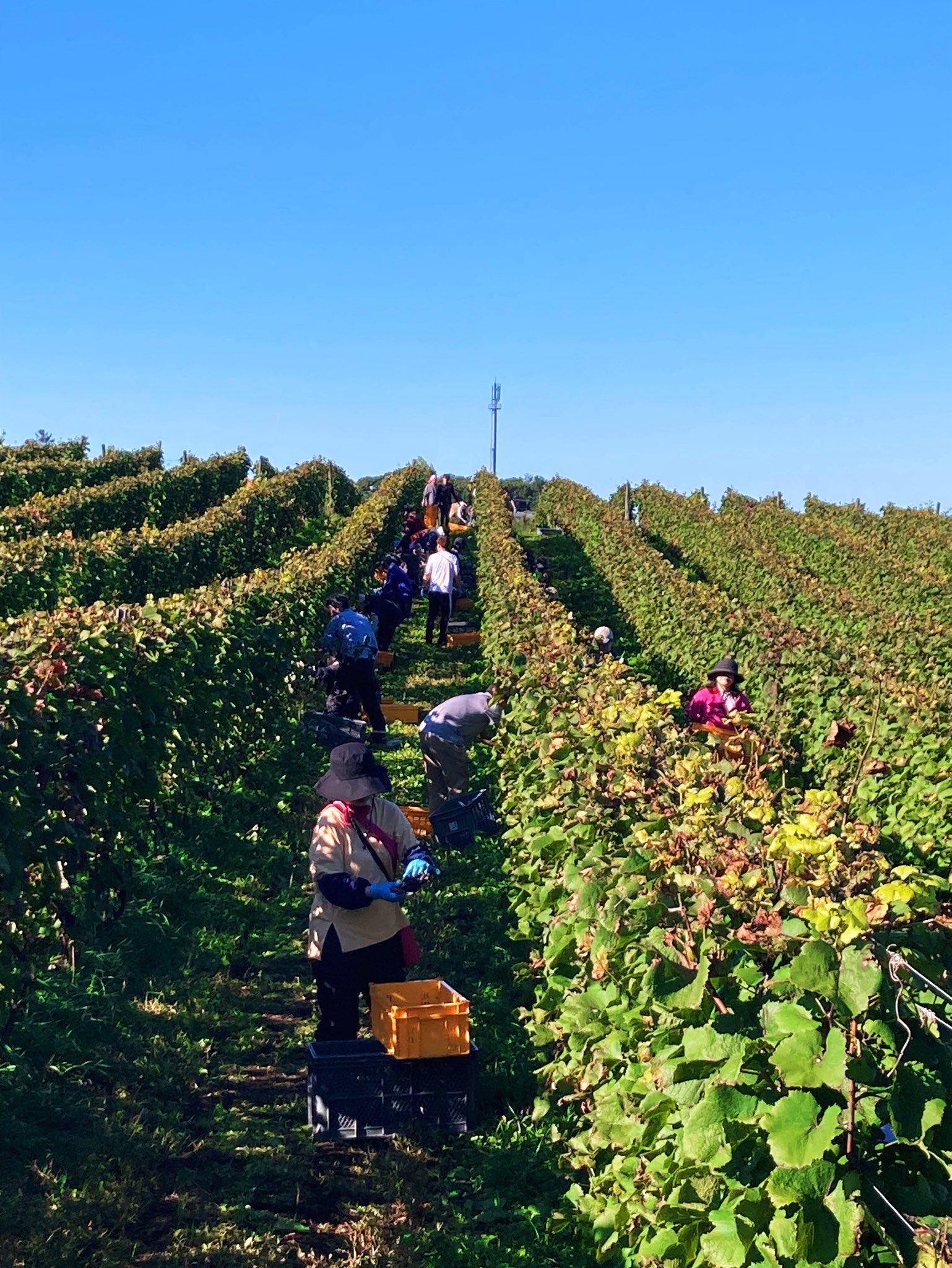 ドメーヌタカヒコ　木村農園 ドメーヌタカヒコ