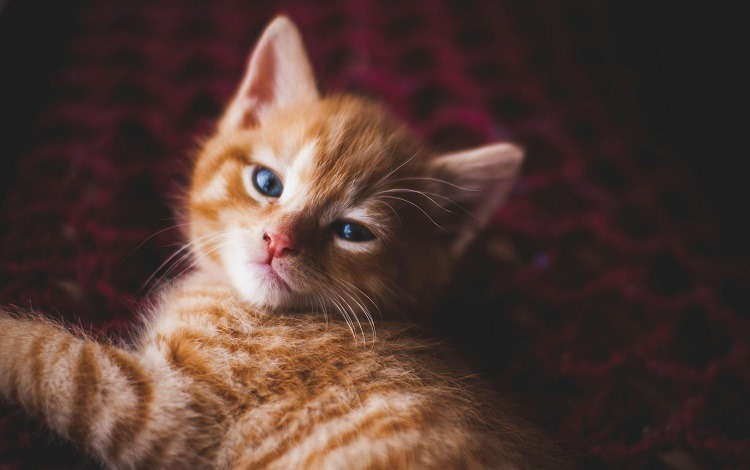 legalnewsfrance's tweet image. Pas de remboursement de frais professionnels sans justificatifs !
#FraisProfessionnels #Remboursement #Justificatifs
legalnews.fr/social/relatio…