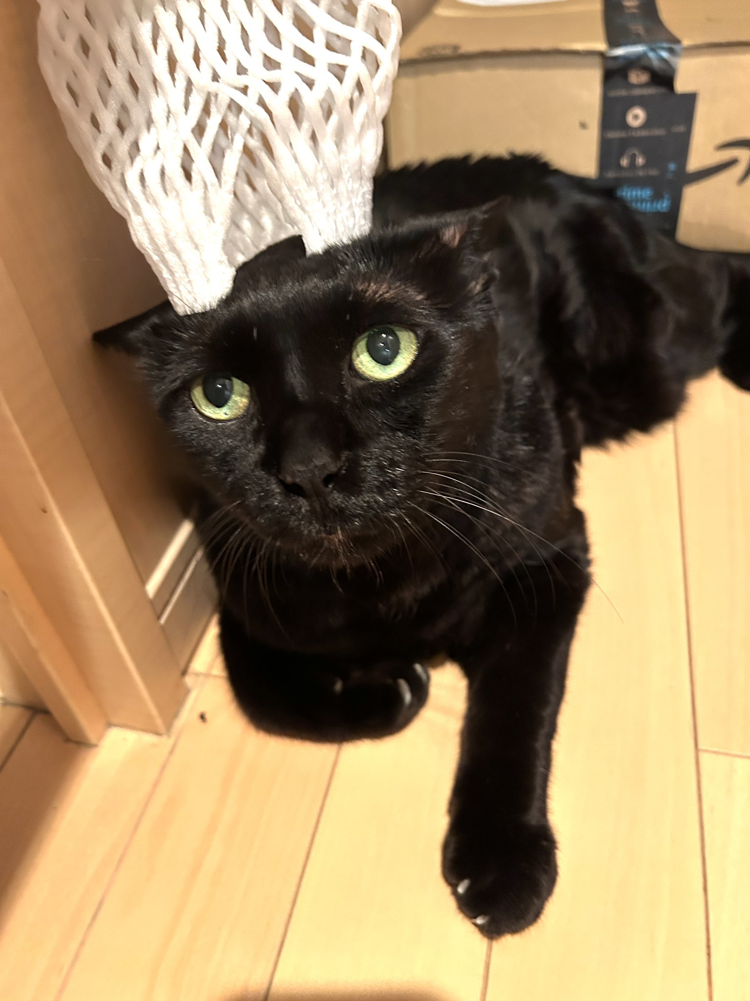 黒猫みんと 1024