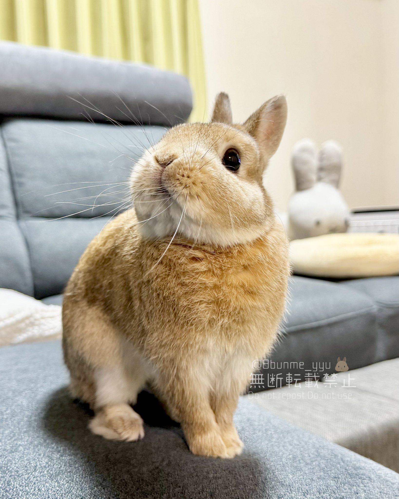 うさぎのうい🐰 on X: 