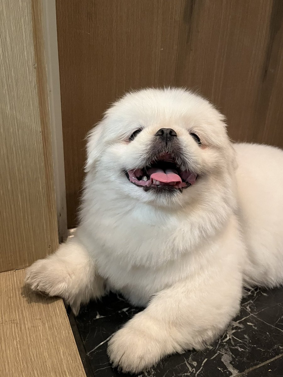 산책갈 때 된 것 같으면 갑자기 문 앞을 지키기 시작함
얼른 나가자고 필살 미소 장착해