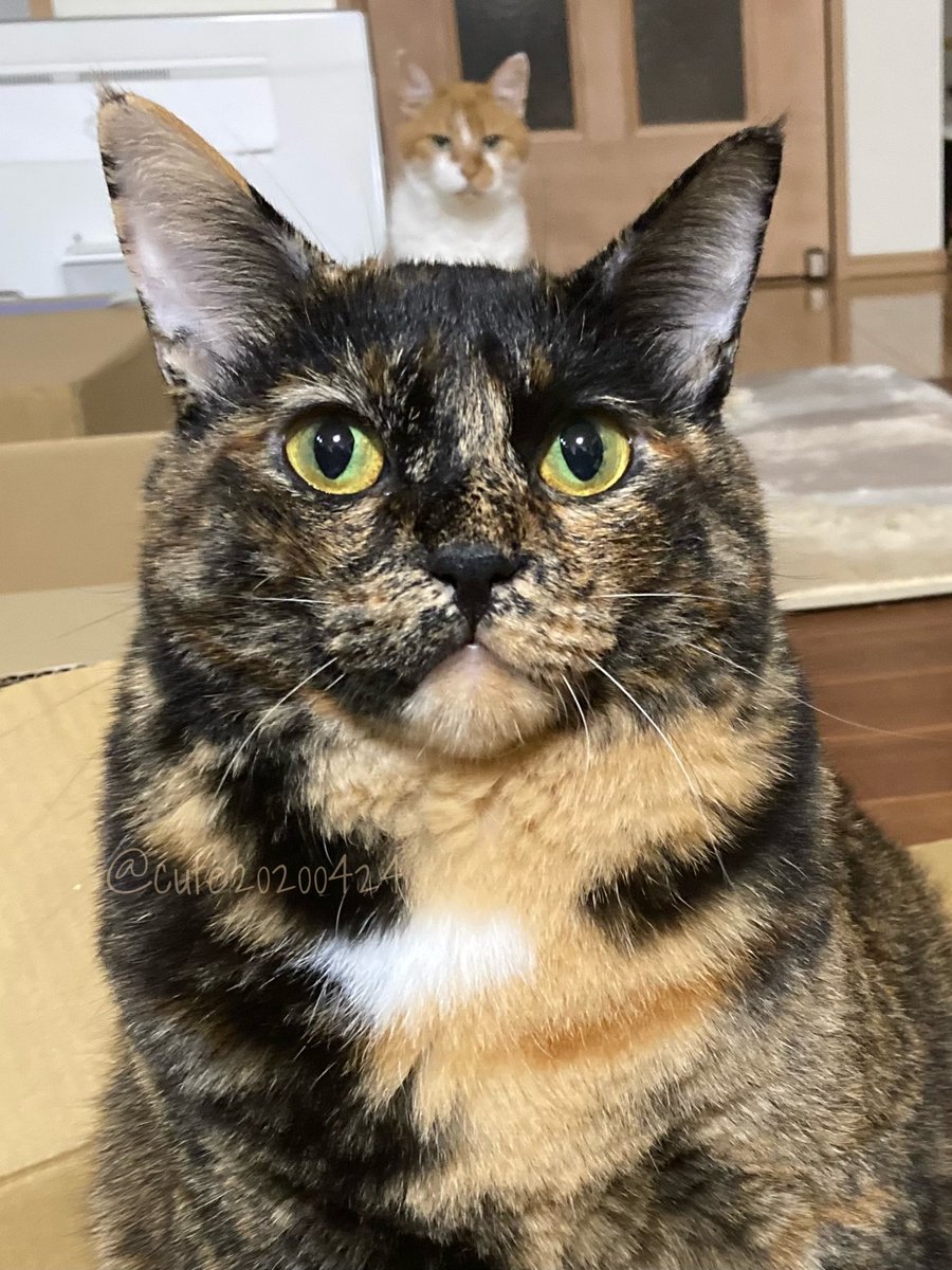 きゅーちゃん成長日記 (@cute20200424) / Posts / X