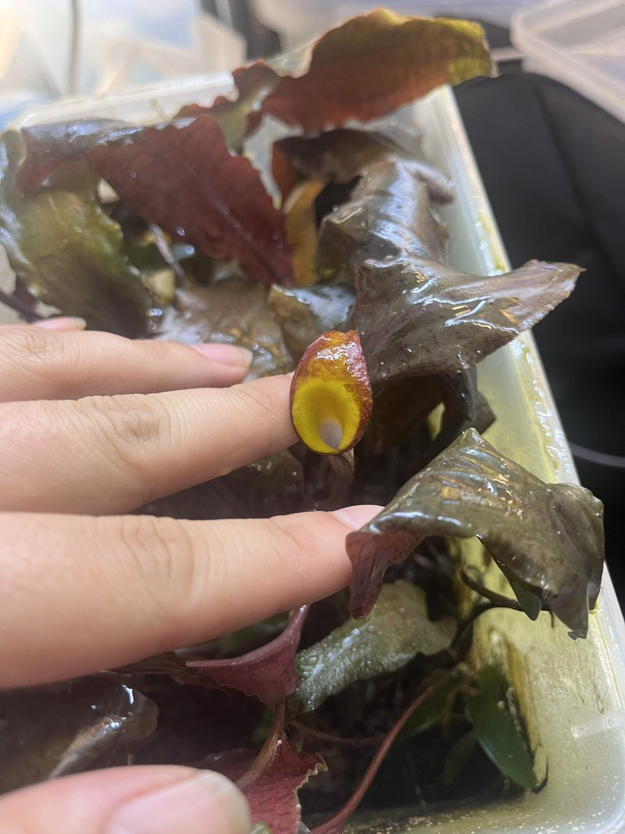 実はクリプト出してます。お好きな方、ぜひ。

plants-axis.net/product-page/