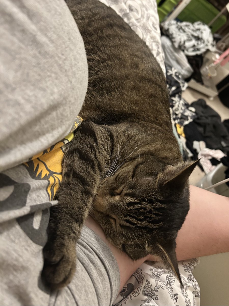peak cat moment she’s literally my baby