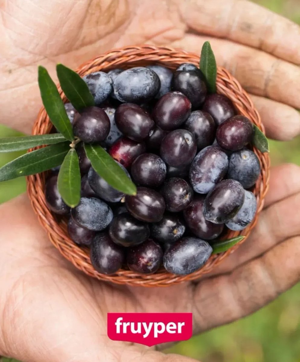 fruyper's tweet photo. Las aceitunas tienen múltiples propiedades beneficiosas para la salud, incluyendo la mejora de la salud cardiovascular, la regulación del tránsito intestinal, la potenciación del sistema inmune, la ayuda en la prevención de la anemia y la mejora de la memoria 💚 https://t.co/i4cu4zILli