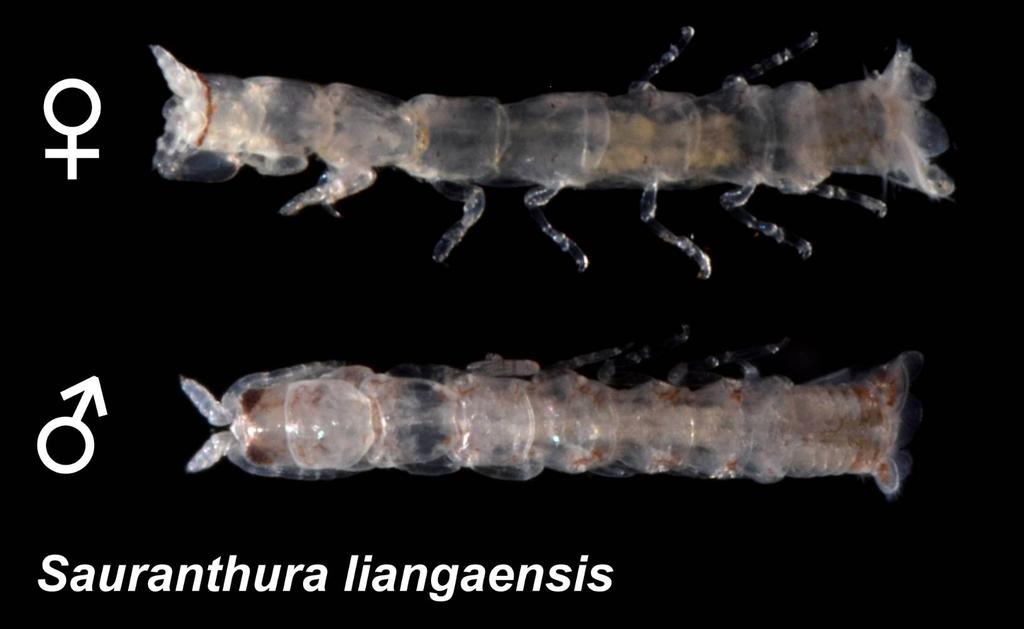 フィリピン論文第2弾でました🇵🇭フィリピンのミンダナオ東部から新種ウミナナフシ Sauranthura liangaensis を記載しました！小さな属ですが、本属をリビジョンしてます。

Our paper describing a new anthurid Sauranthura liangaensis was published!!!
doi.org/10.1080/174510…