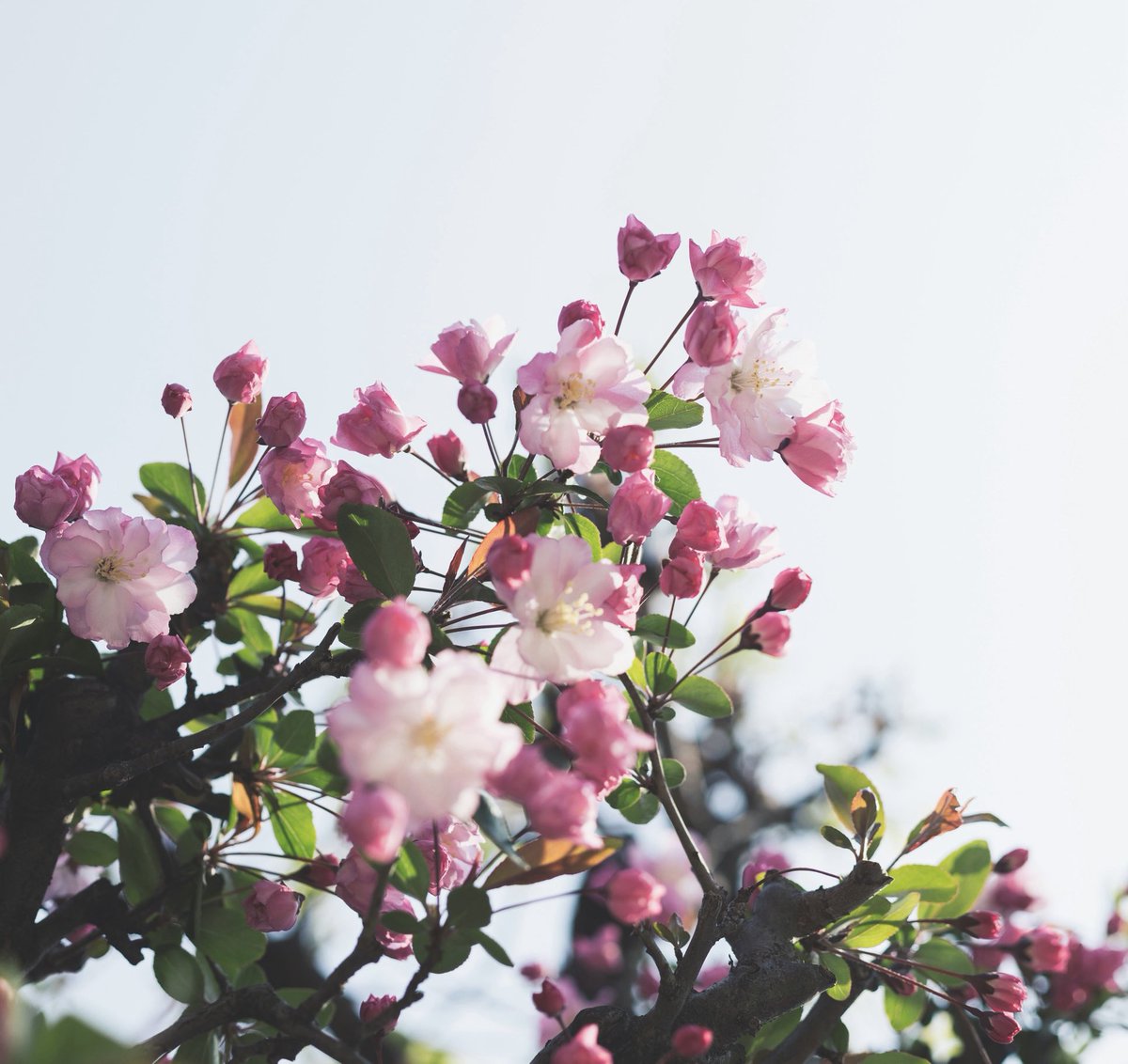 قهوتي هذا الصباح …