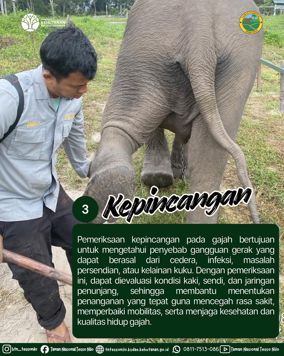 Merawat gajah bukan hanya soal memberi makan, tapi juga memahami tanda-tanda kesehatannya 🐘💚.

Dari pemeriksaan mukosa, mulut, feses, hingga nafsu makan, setiap detail bisa menjadi kunci untuk mendeteksi dini penyakit dan memastikan tubuh gajah tetap bugar.