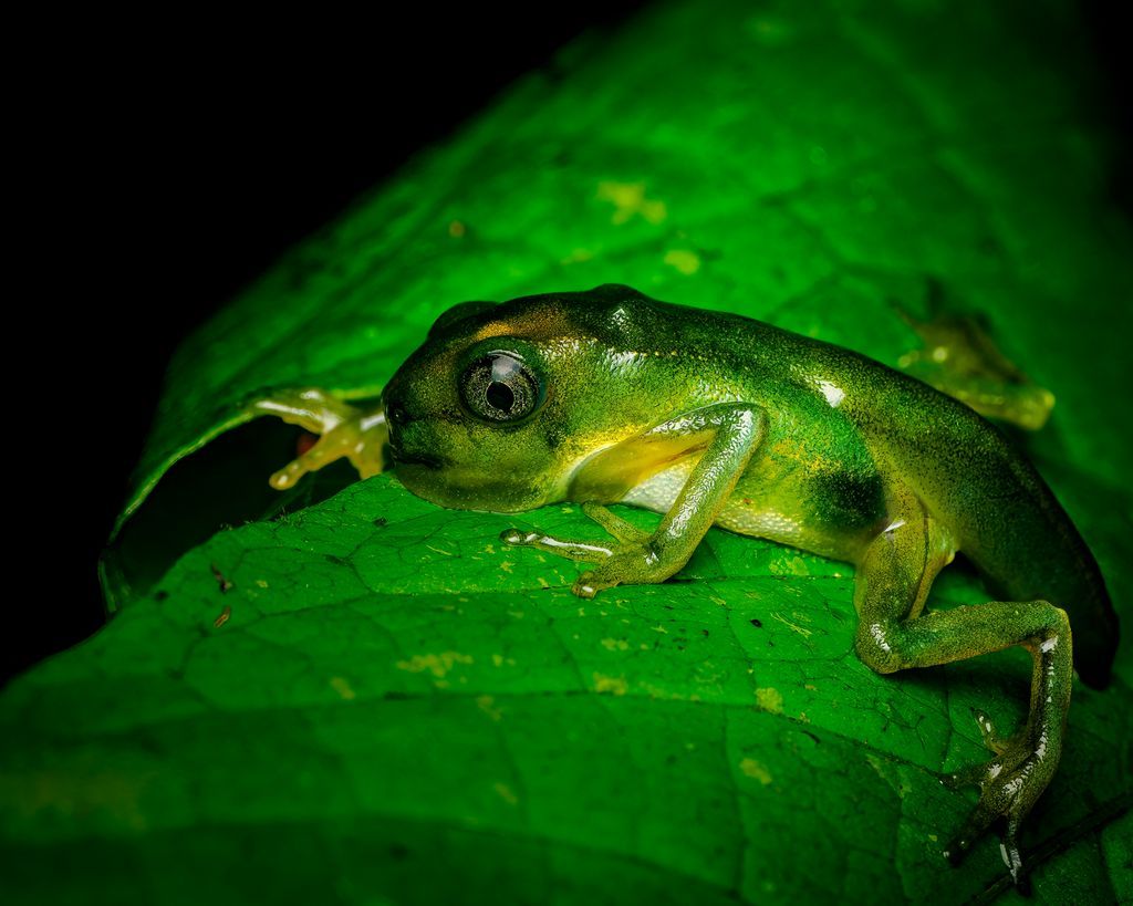 Macro_Nara's tweet photo. 🐸  "A heartbeat you can almost see — the **Glass frog froglet** clings to a leaf, fragile life in the Amazon. 📸
#frog #macro #Amazon" https://t.co/1GsqKVjayL