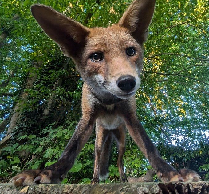 ChrisGPackham's tweet image. Face to fox ! Thank you @Em_Evergreen for today&apos;s  #FoxOfTheDay