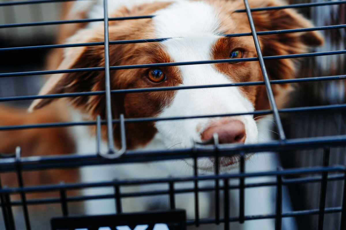 CalmShops's tweet image. Dogs shouldn’t be kept in crate, don’t you agree? #dogs #happydog #calmdogs