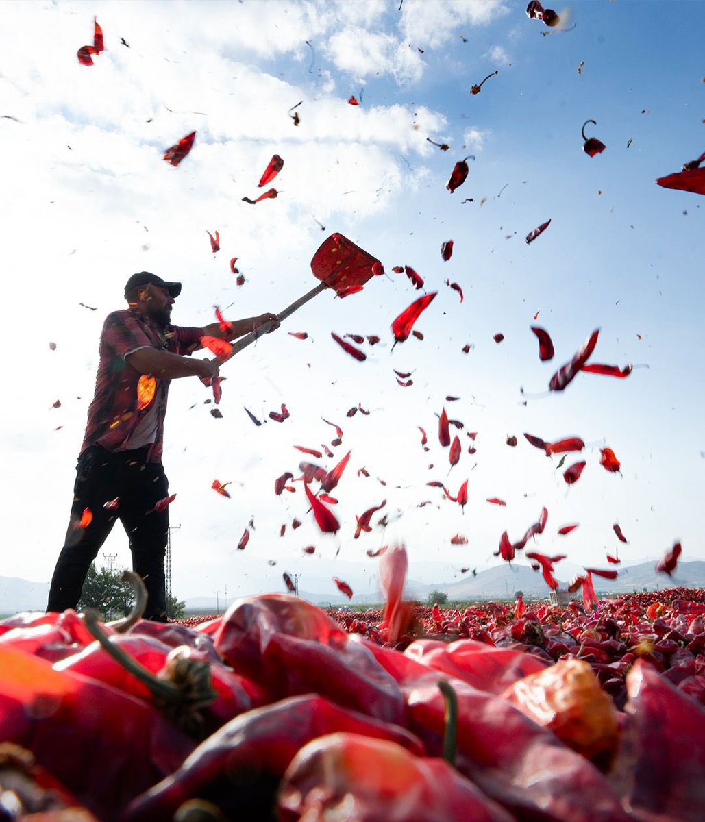 gagev_'s tweet photo. Gaziantep/İslahiye’de pul biber olmak için hasat edilen biberler çöplerinden arındırılıyor.. #pulbiber 🔥🌶️
Bereketin diyarından herkese hayırlı sabahlar... 🫶
#Gaziantep
#İslahiye @TRTBelgesel https://t.co/X9BtI0RuGj
