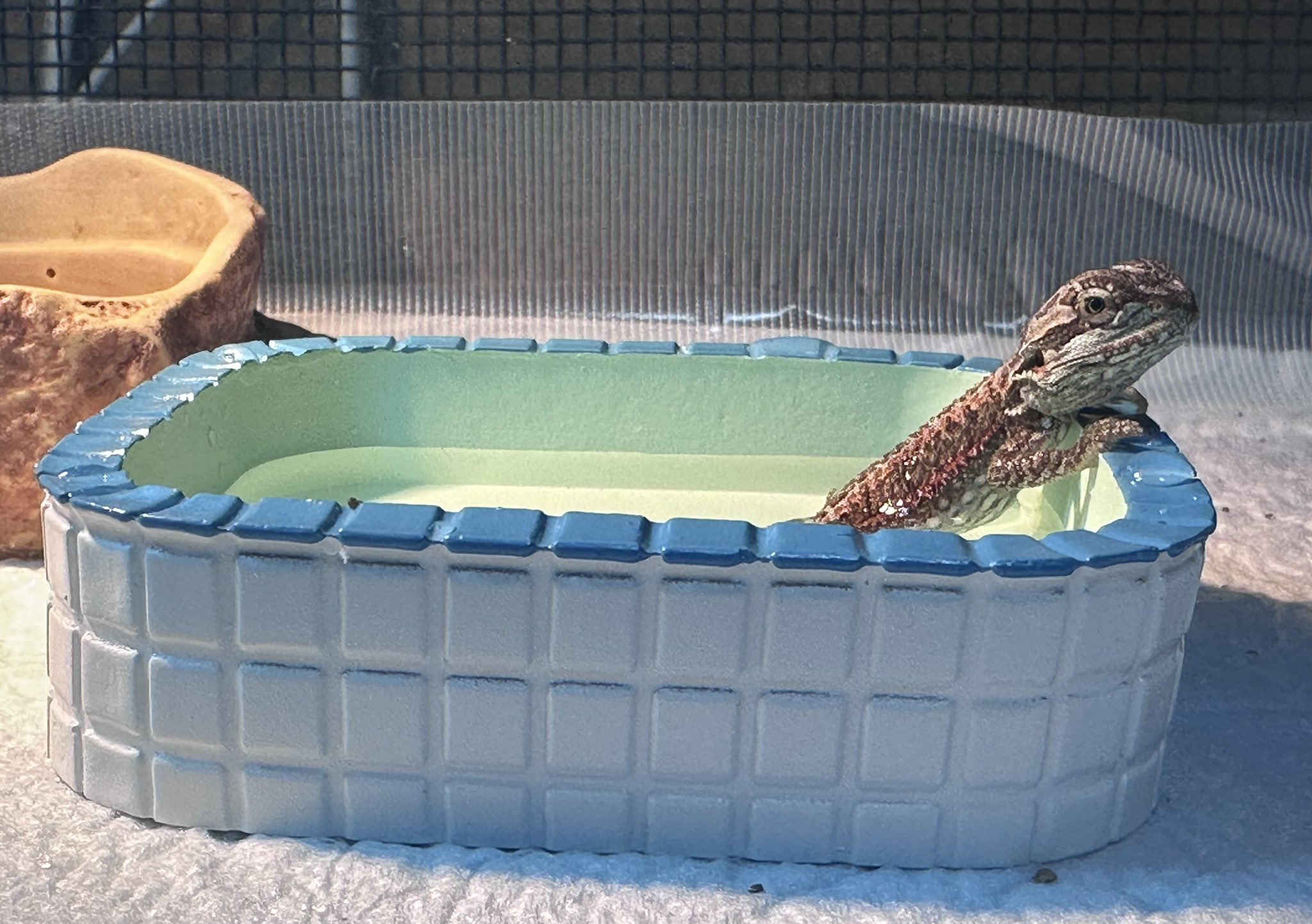 爬虫類や小動物のハウス トカゲ爬虫類ハムスター鳥ペット小動物用可愛いハウス家木箱小屋