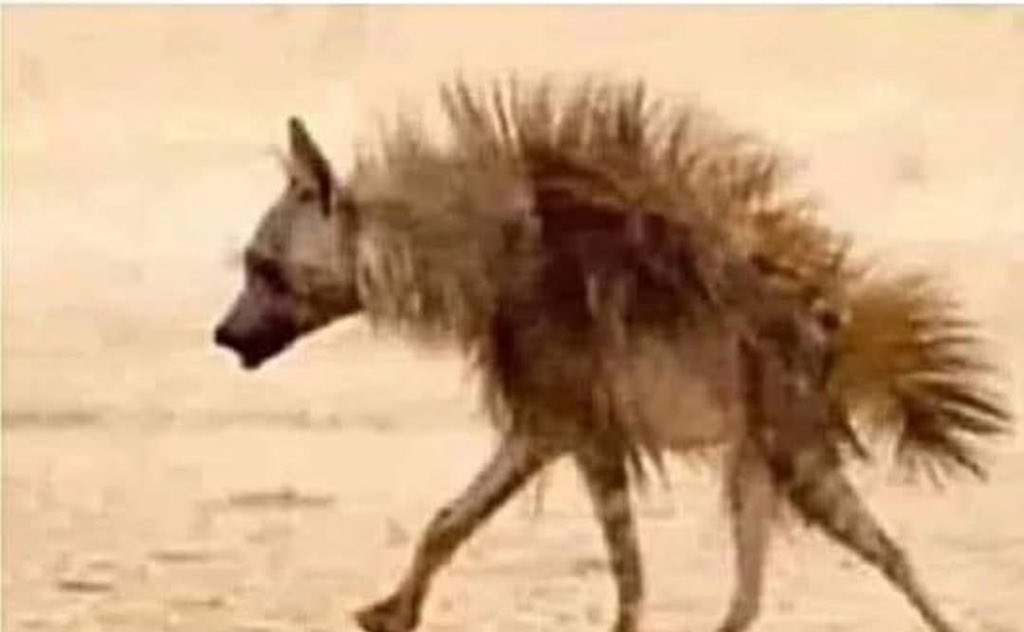 Congratulations to Bobby who has just completed his 15 years service as a Police Drug Sniffer Dog!