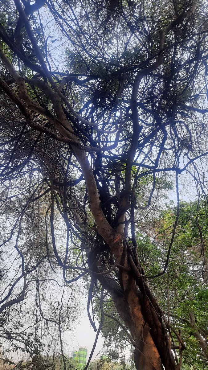 rammuladevrai's tweet image. Fully grown very aged lianas of piluki (Combretum ovalifolium) on audumbar (Ficus racemosa).Lianas contribute to forest abundance regeneration, species diversity and structure which is most substantial in Ram Mula Devrai. #SaveRamMulaDevrai