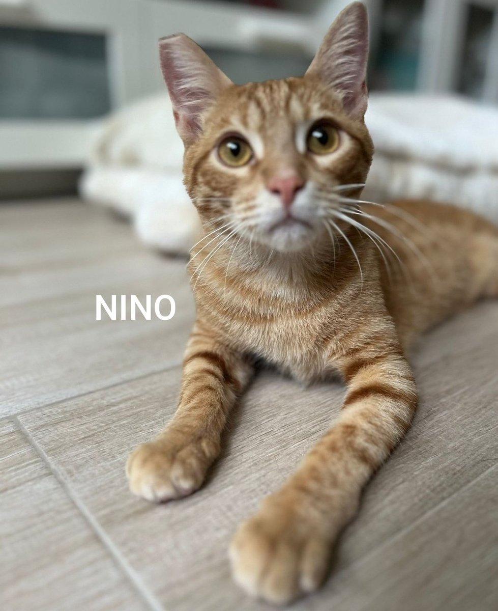 Nino i Nico
#Adopció solidària i conjunta (només es pagarà  pel xip).

Per un petit problema de salut, a Nico li cal una mica mes d'atenció (en la postura a l'hora d'alimentar-se)

Si els vols estimar i cuidar
☎️646 68 99 01

#XarxaBarcelonaAdopcions
#XarxaCatalunyaAdopcions