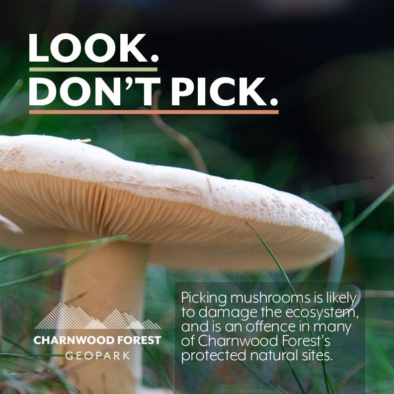 🍄 Fungi, including mushrooms, are an important part of the ecosystems in Charnwood Forest.

🚫 It is an offence to pick mushrooms within many of the Geopark's protected natural sites - including Beacon Hill, Bradgate Park, and The Outwoods.