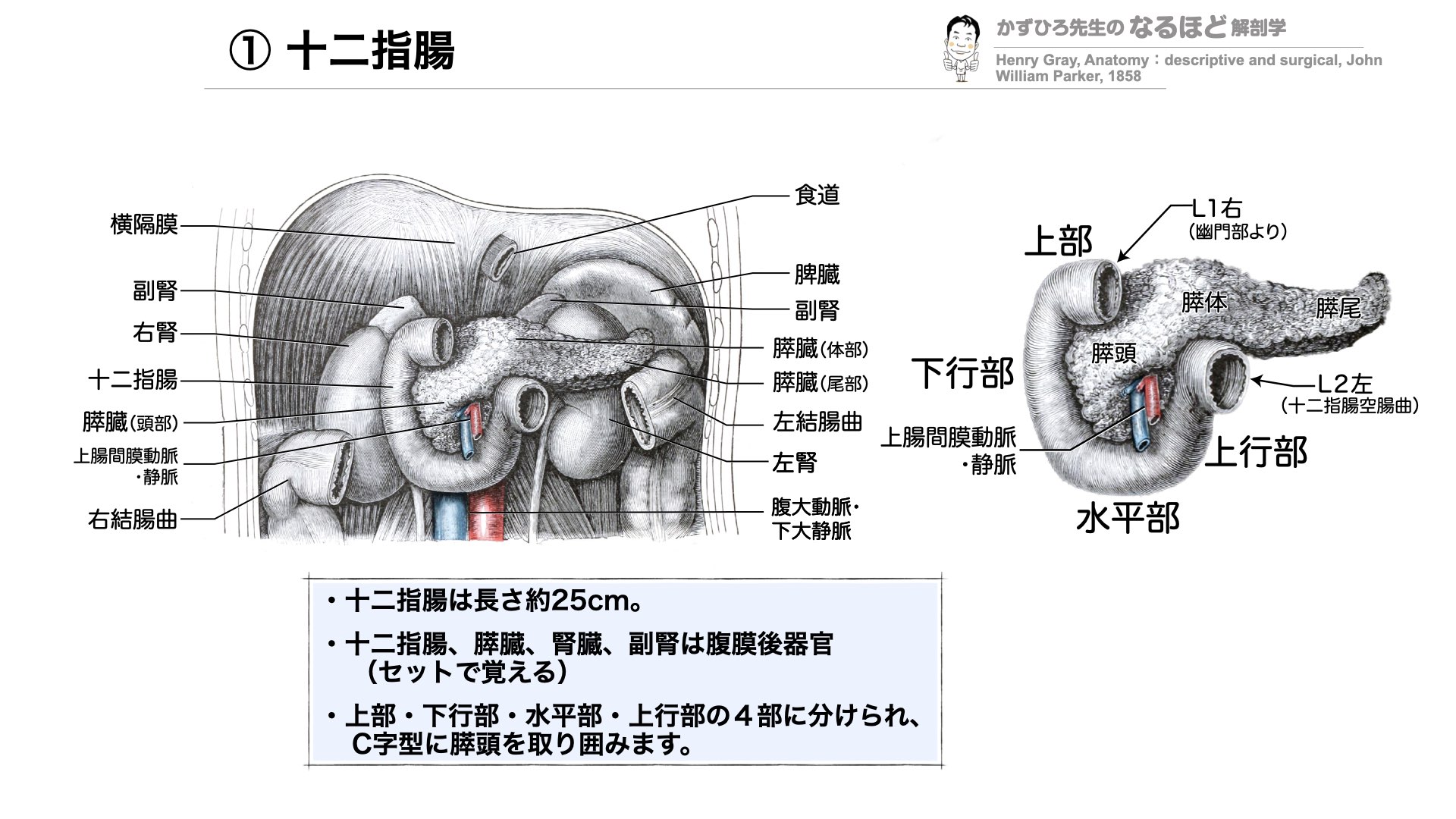 解剖学と生理学学習システム 4版 解剖学と生理学学習システム 4版 解剖学と生理学学習システム 4版