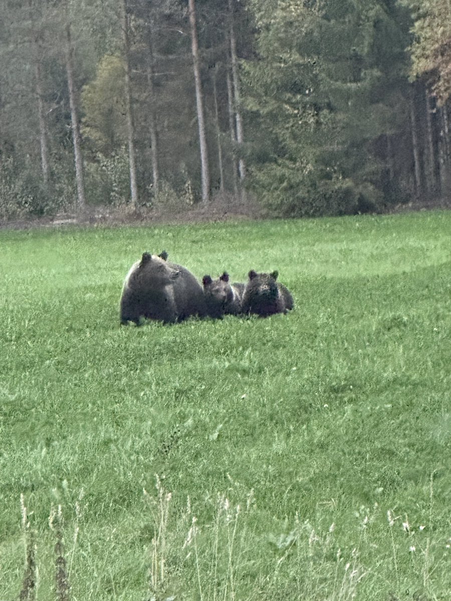 Näissä metsissä on aina majaillut karhuja, ja jo lapsena osasimme mennä sieneen ja marjaan meteliä pitäen, että karhut karkottuu. Nyt tilanne on muuttunut. Karhuemo ei pelkää ihmistä, ei auton ääntä, eikä lähde karkuun, kun tulee pihalla vastaan. Tälle on tehtävä jotain.