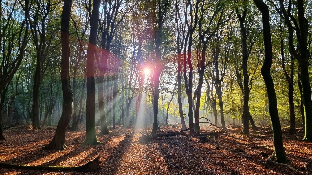 DeKikker72's tweet photo. #Dag18 #zonneharpen #jacobsladders #Septemberweer
#Speulderbos https://t.co/YyqExKnZnJ