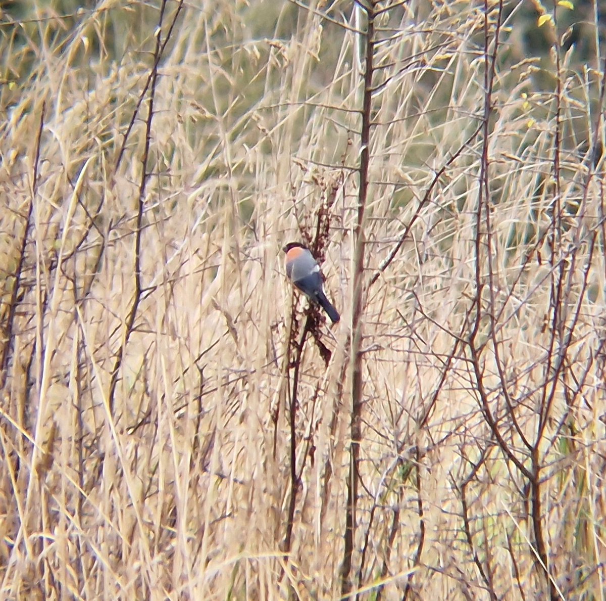 Two new winter bird walks are now available to join as follows:

Sun 18th January - Locko Park 
Sun 8th February - High Leas Farm, Riber

Two lovely walks with some fantastic winter bird species on offer. Follow the link below to book 👇 <a href="/DerbysWildlife/">Derbyshire Wildlife Trust</a>

naturalderbyshiretours.uk/guided-nature-…