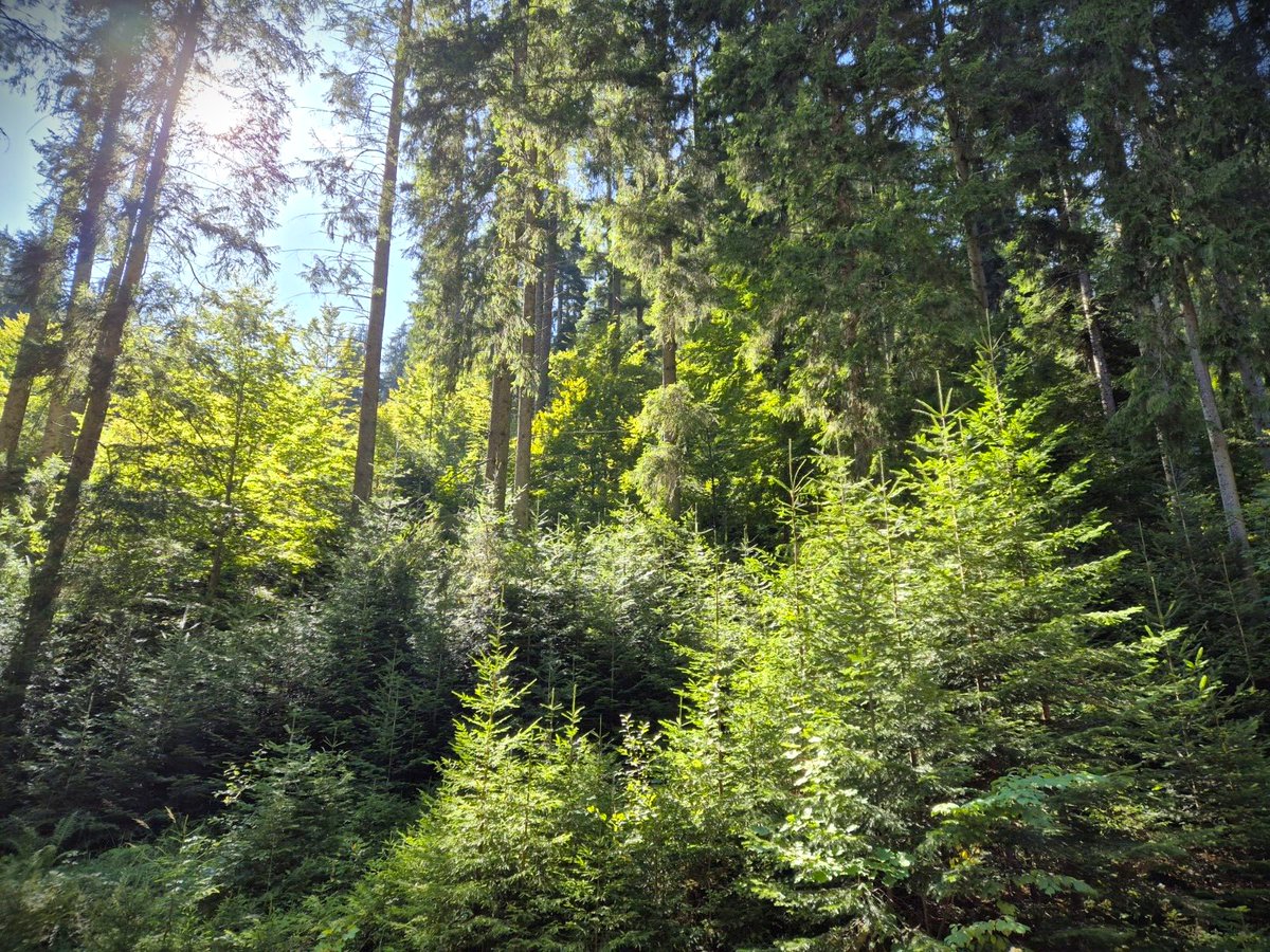 RNP_Romsilva's tweet image. Pădurile nu dispar, se regenerează! Exemplu din teren: Ocolul Silvic Bicaz - Direcția Silvică Neamț.
În ultimii 5 ani, Romsilva a regenerat 71.539 ha fond forestier al statului – peste 130 milioane de puieți plantați! 💚
#Romania #forests #regenerate #Forestry #SFM