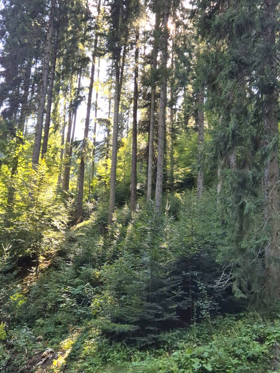 RNP_Romsilva's tweet image. Pădurile nu dispar, se regenerează! Exemplu din teren: Ocolul Silvic Bicaz - Direcția Silvică Neamț.
În ultimii 5 ani, Romsilva a regenerat 71.539 ha fond forestier al statului – peste 130 milioane de puieți plantați! 💚
#Romania #forests #regenerate #Forestry #SFM