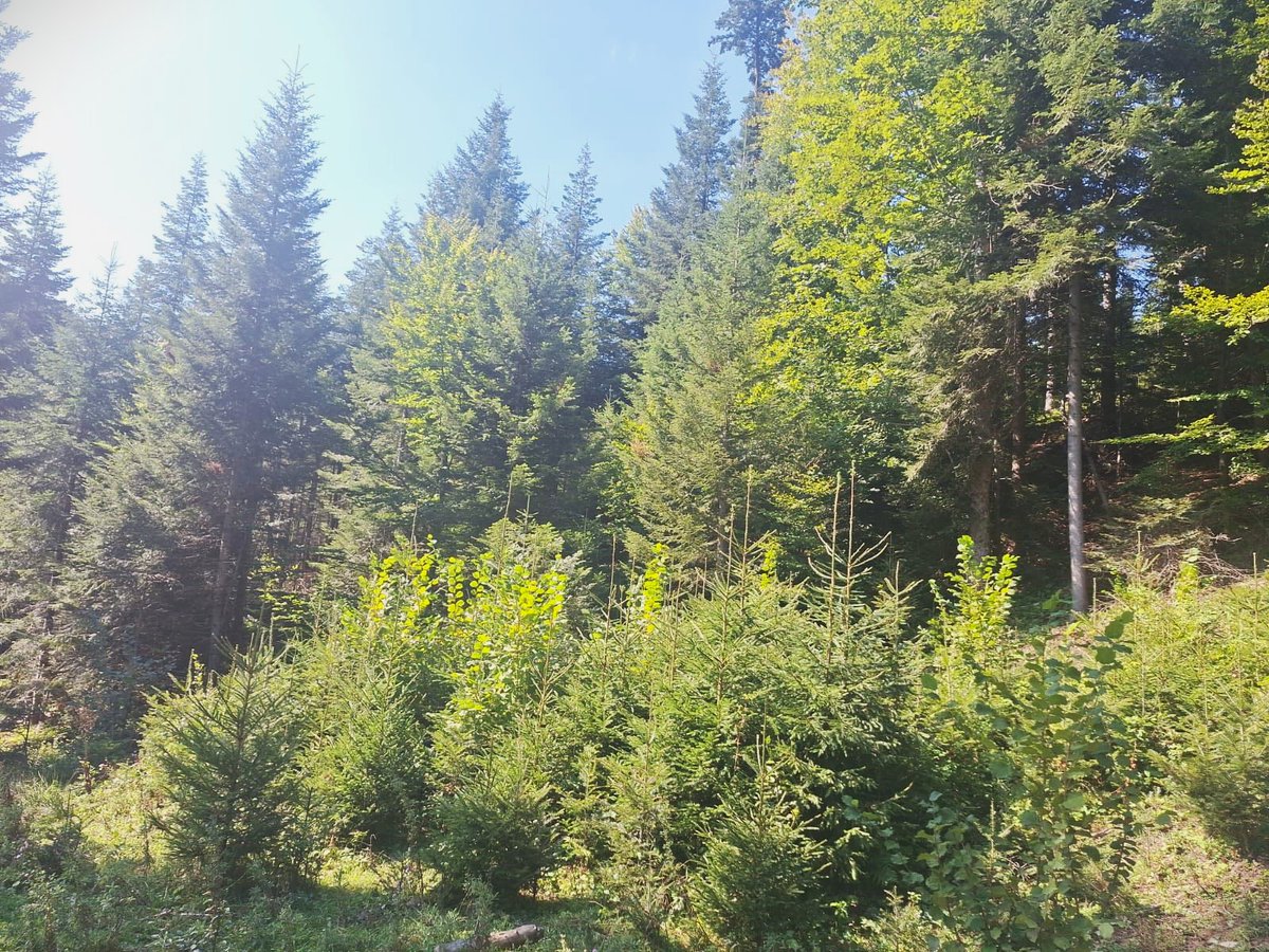 RNP_Romsilva's tweet image. Pădurile nu dispar, se regenerează! Exemplu din teren: Ocolul Silvic Bicaz - Direcția Silvică Neamț.
În ultimii 5 ani, Romsilva a regenerat 71.539 ha fond forestier al statului – peste 130 milioane de puieți plantați! 💚
#Romania #forests #regenerate #Forestry #SFM