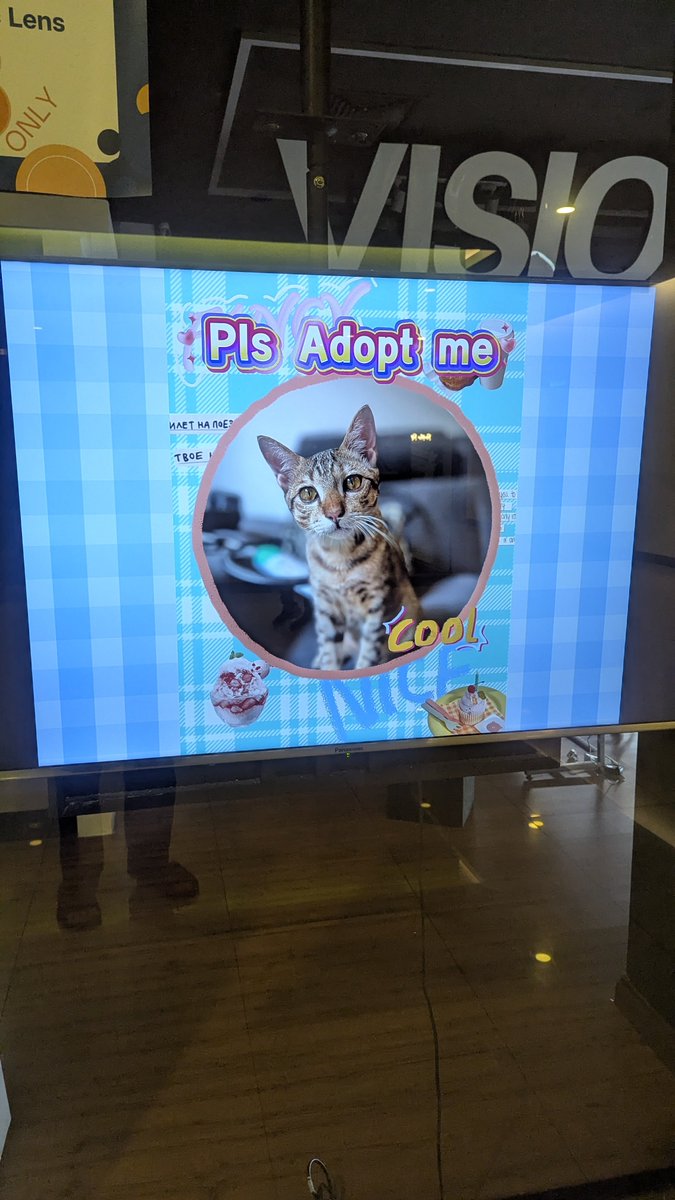 DorkTrains's tweet photo. Plz adopt, not buy https://t.co/3NgJDbQ2Yg