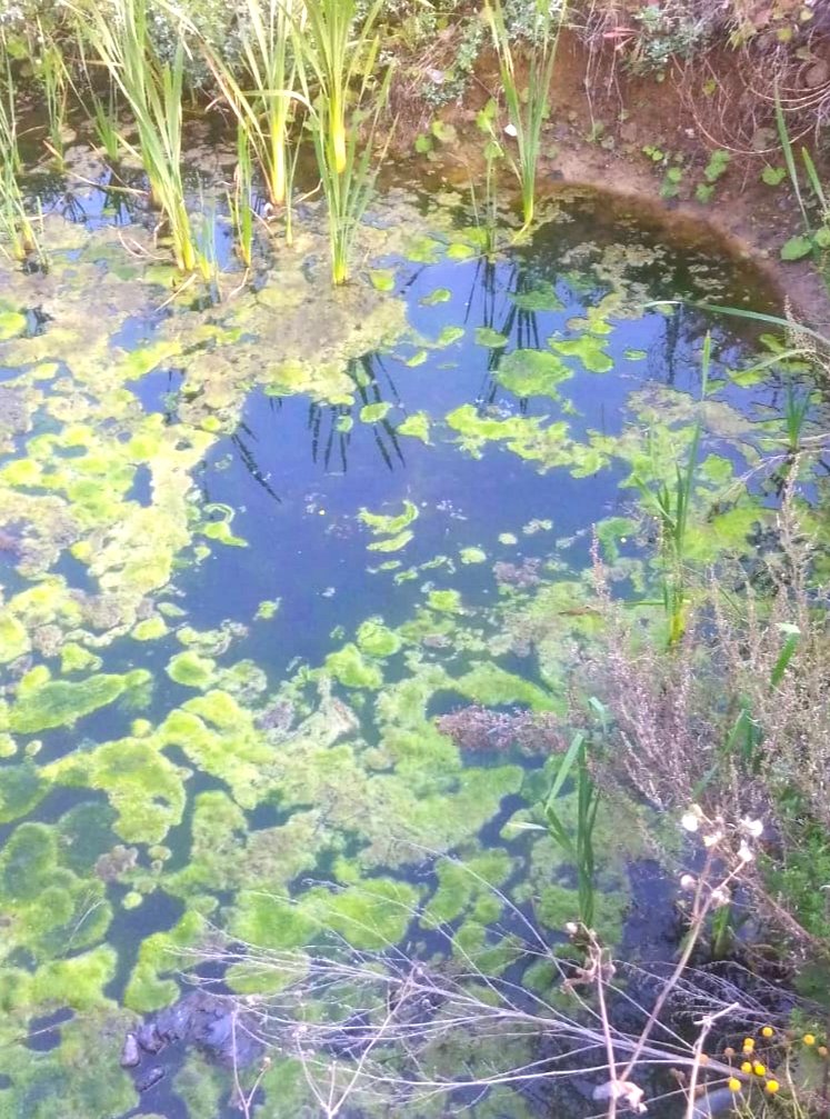 Затянулась