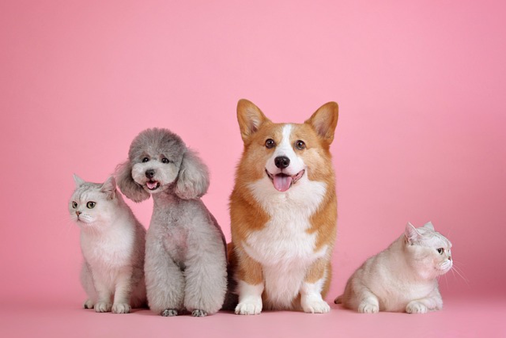 Animali domestici, ecco quanto si spende

shorturl.at/ZkcAr