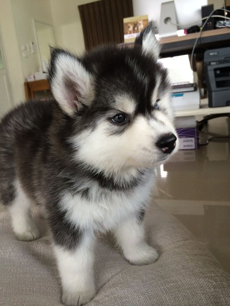 puppies_video tweet picture