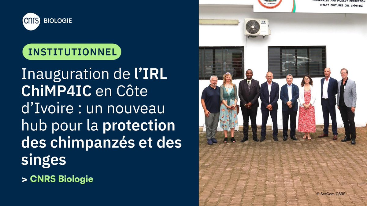 CNRSbiologie's tweet photo. 🚀 Inauguration de l’IRL @CNRS #ChiMP4IC en Côte d’Ivoire : un nouveau hub international dédié à la recherche, la formation et la protection des chimpanzés et des singes.
👉 Plus d’infos : https://t.co/ceoimtvT86 https://t.co/IxiDEVkiSY